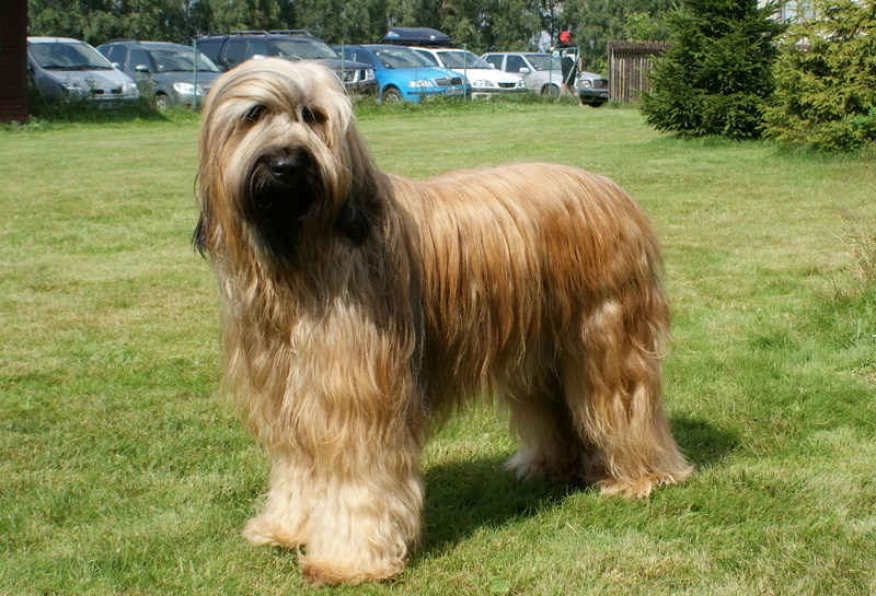 bafi