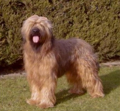 AMADEUS NOX du Coeur Poilu