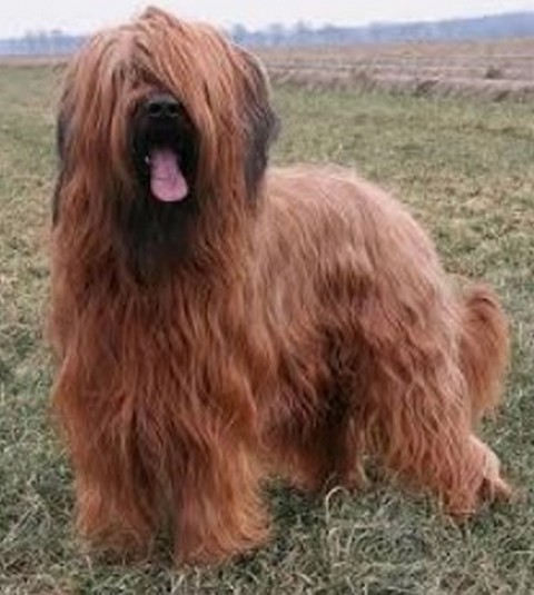 arpad