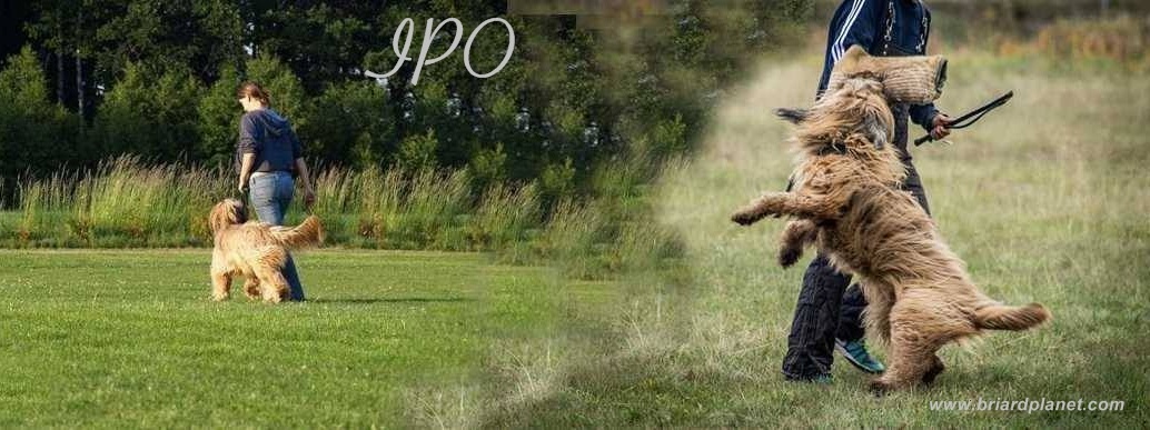 IPO