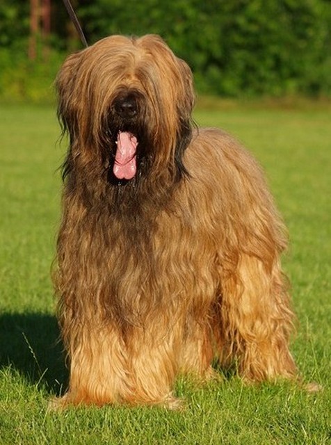 bilbo