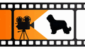 briardkino
