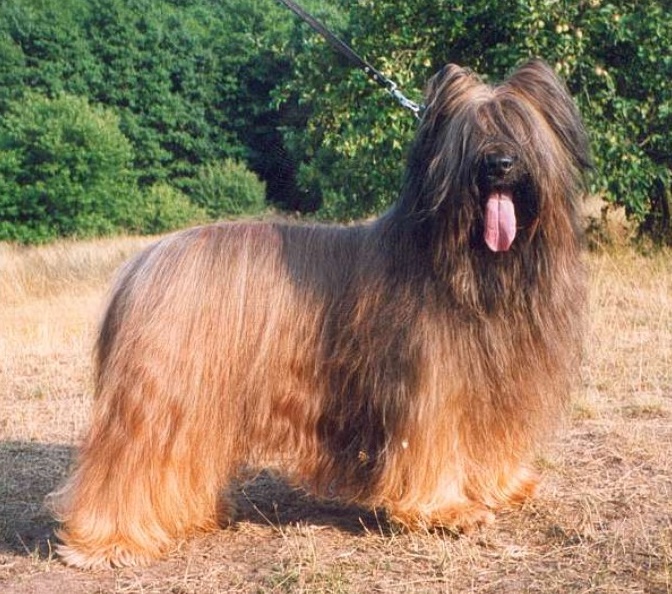 czarliju2
