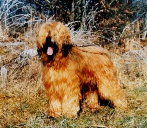 gouj