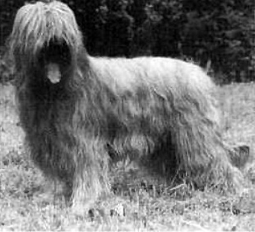 henri2