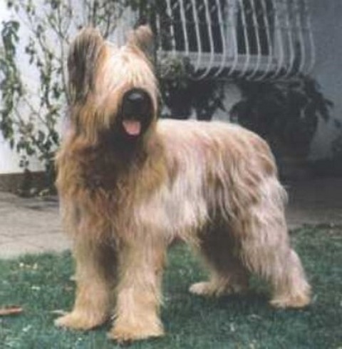 igor2