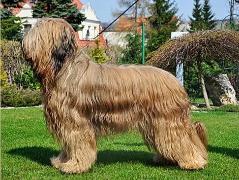 lindor