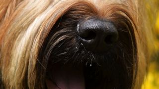 nosek2