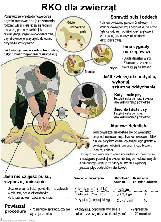 ratowanie psa