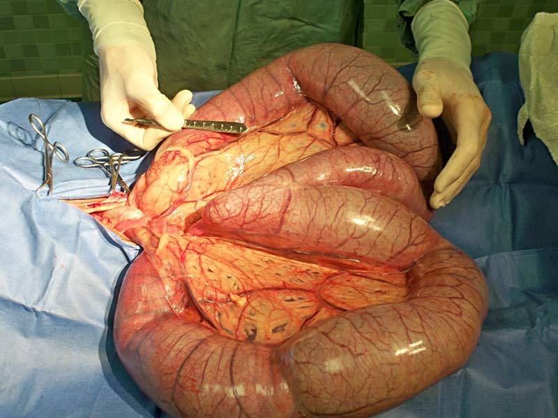 Ropomacicze