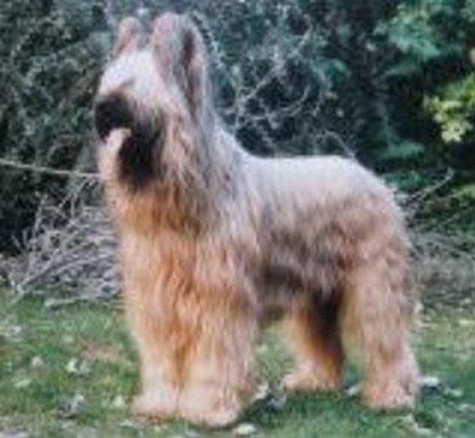 vangog