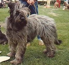 vanille de lacabru