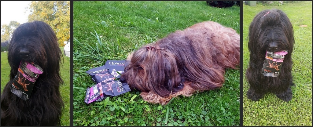 wszystkodlazwierzatbaner